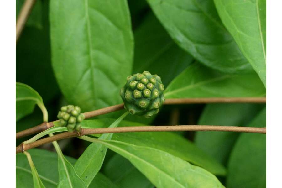 Image de Morinda royoc L.