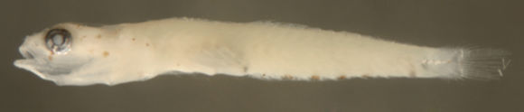 Image of Comma goby