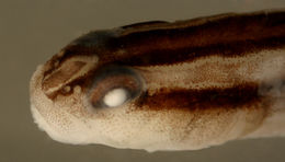 صورة Elacatinus phthirophagus Sazima, Carvalho-Filho & Sazima 2008