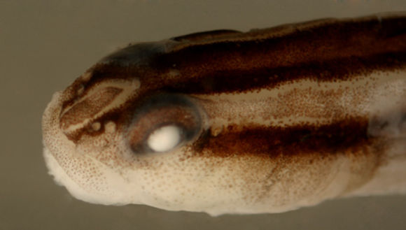 Image of Noronha cleaner goby
