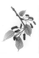 Image of Red Mulberry