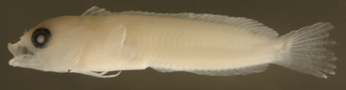 Image of Blackfin Blenny