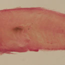 Tigrigobius multifasciatus (Steindachner 1876) resmi