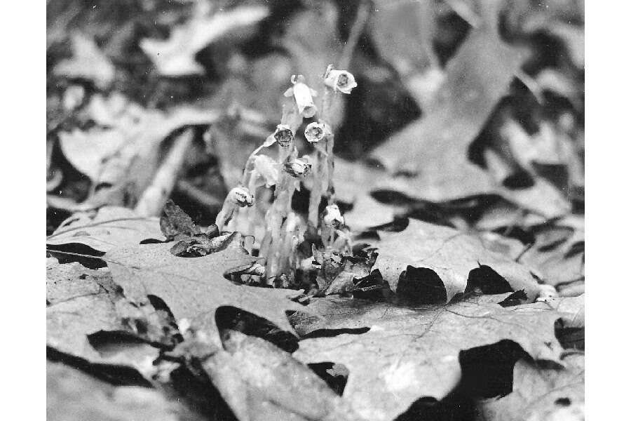 Image of Indian Pipe