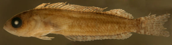 Image of <i>Labrisomus bucciferus</i>