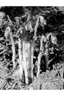 Image of Indian Pipe