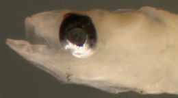 Image of White-eye goby