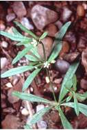 Image of green carpetweed