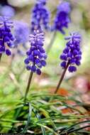 Imagem de Muscari botryoides (L.) Mill.