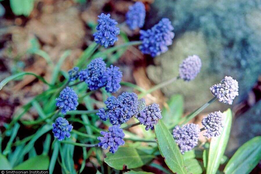 Imagem de Muscari botryoides (L.) Mill.