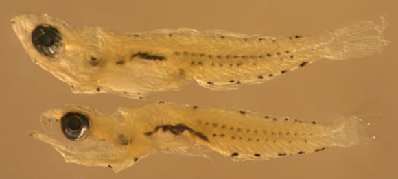 Image of Notchtongue Goby