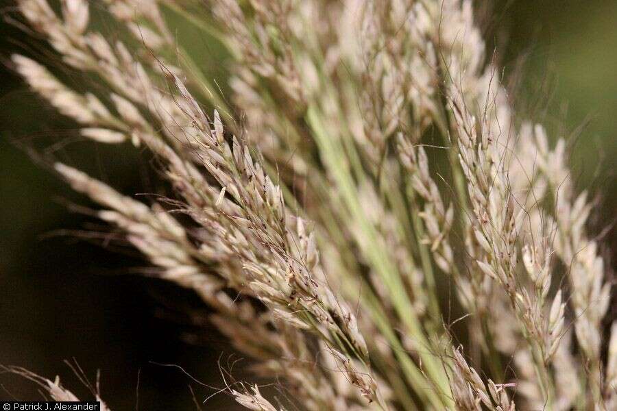 Image of bullgrass