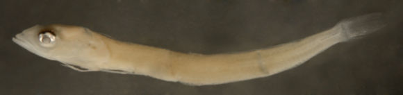 Image of Yellowface Pikeblenny