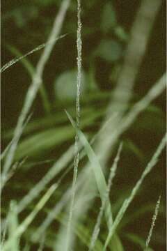 Plancia ëd Muhlenbergia fragilis Swallen