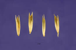 Plancia ëd Muhlenbergia macroura (Kunth) Hitchc.