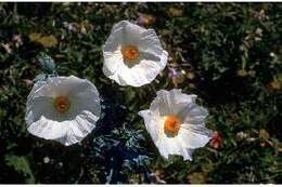 Image of bluestem pricklypoppy