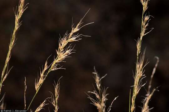 صورة Muhlenbergia pauciflora Buckley