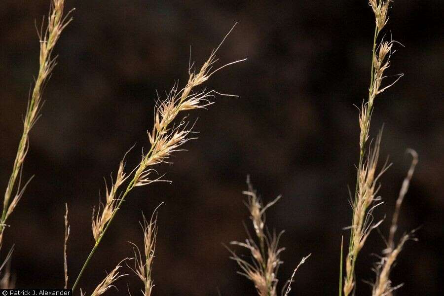 Image of New Mexico muhly