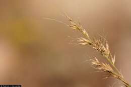 Image of New Mexico muhly