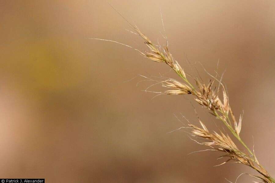 صورة Muhlenbergia pauciflora Buckley