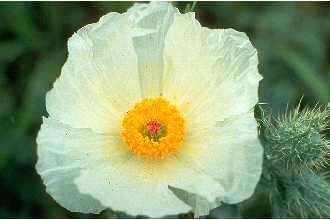 Image of bluestem pricklypoppy