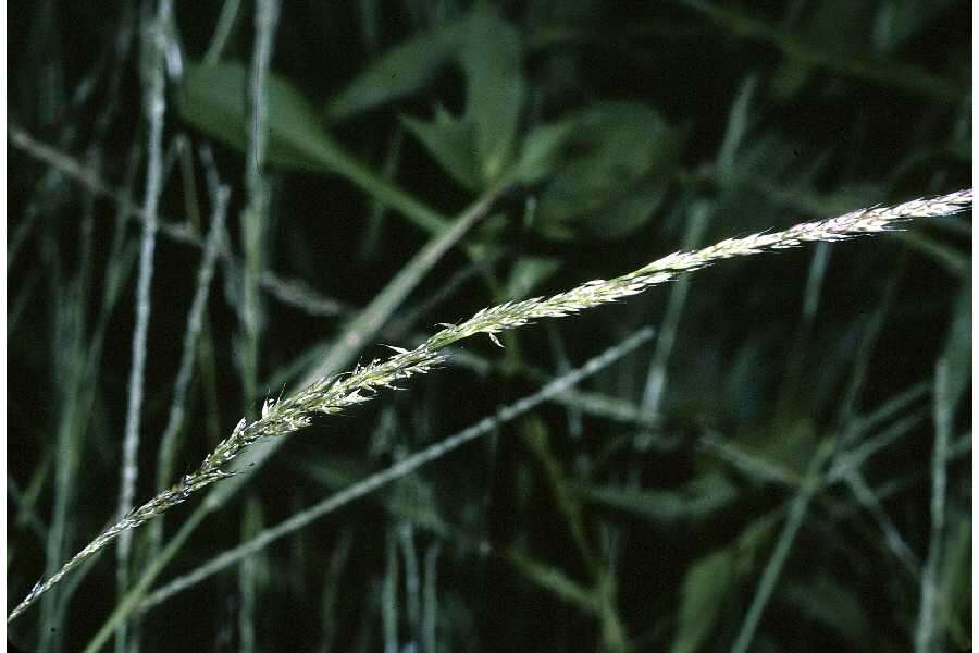 Imagem de Muhlenbergia schreberi J. F. Gmel.