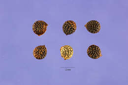 Image de Argemone albiflora subsp. albiflora