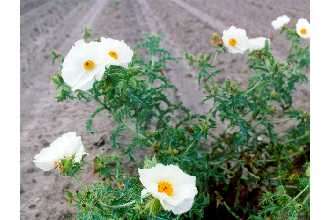 Image of bluestem pricklypoppy