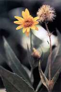 Image of clasping arnica