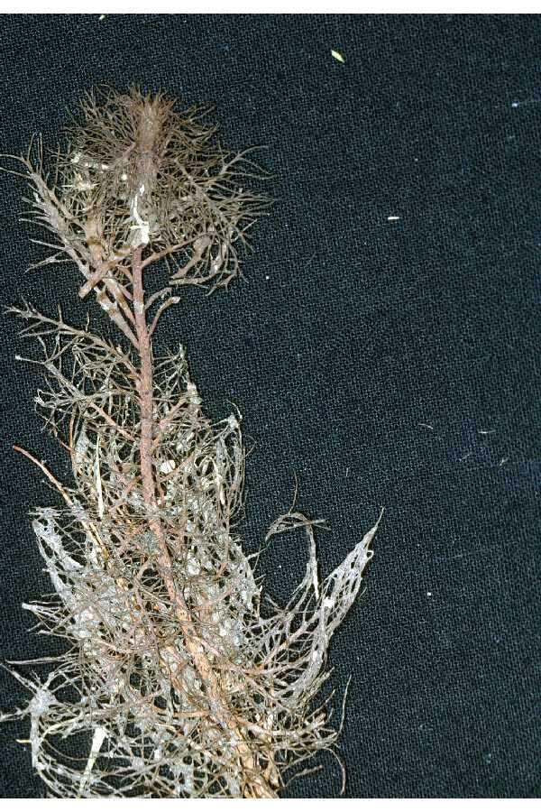 Myriophyllum heterophyllum Michx. resmi