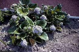 Image of giant forget-me-not