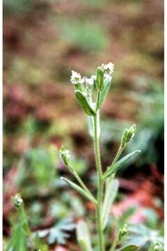 Image of Large-Seed Forget-Me-Not