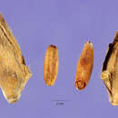 Image de Pseudosasa amabilis (McClure) Keng fil.