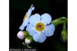 Image of true forget-me-not