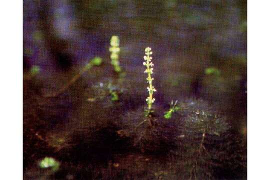 Image of Whorled Water-milfoil