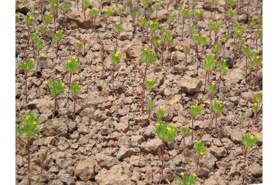 Image of Brewer's navarretia