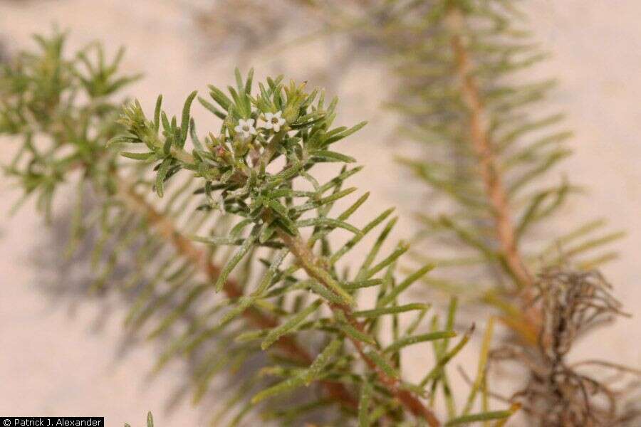 Image of sand fiddleleaf