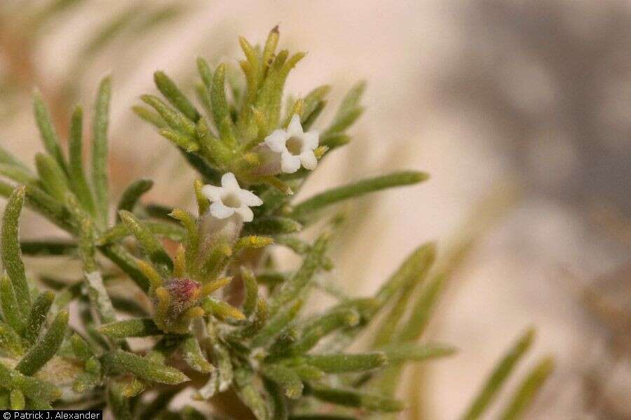 Image of sand fiddleleaf