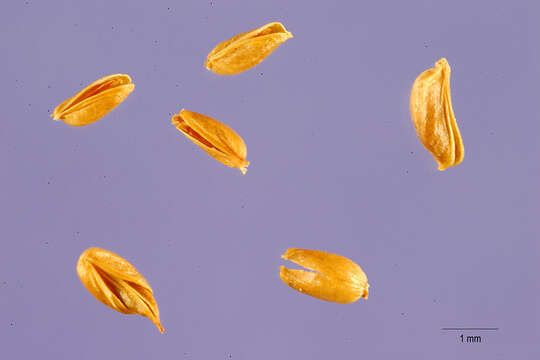 Image of bride's feathers