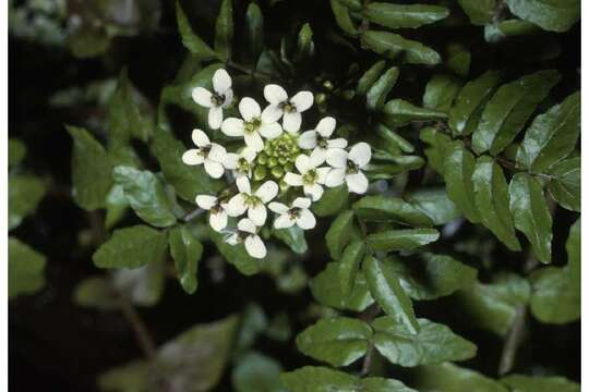 Image of Water-cress