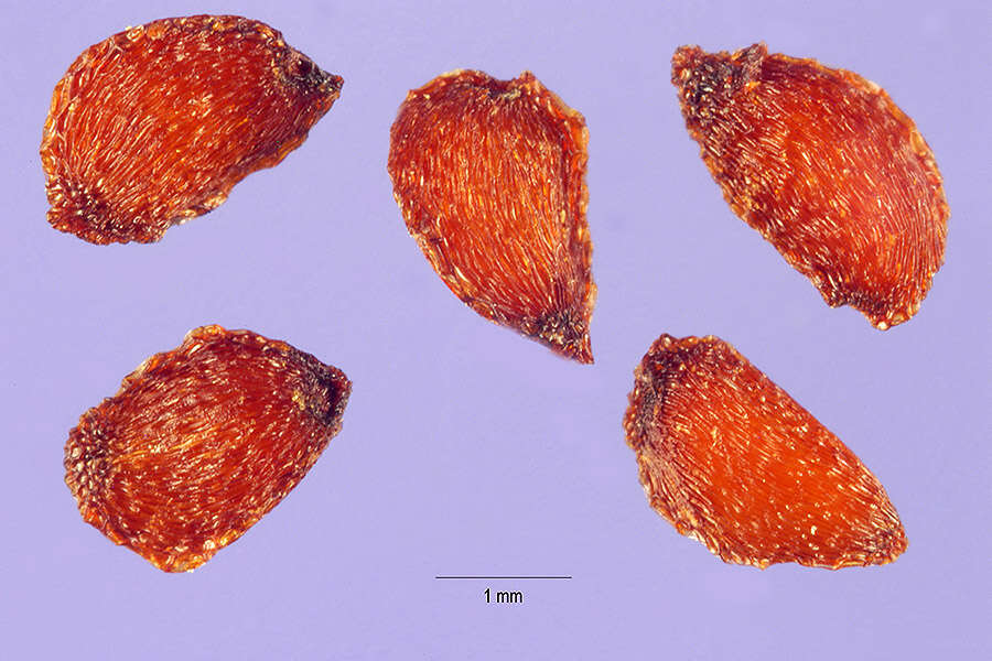 Image of Arizona madrone