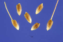 Image of serrated tussock