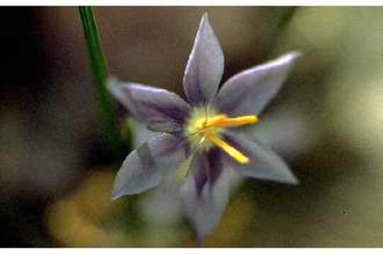 Image of Prairie pleatleaf