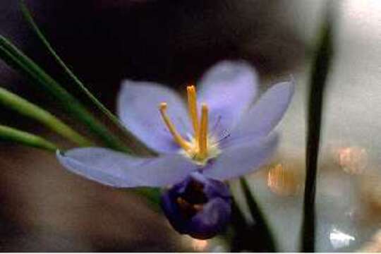 Image of Prairie pleatleaf