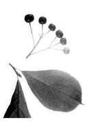 Plancia ëd Aronia arbutifolia (L.) Pers.