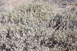 Artemisia arbuscula Nutt. resmi