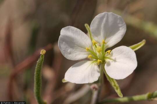 Image of White Sands fanmustard