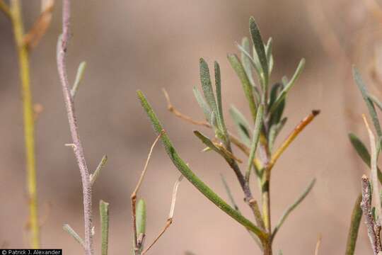 Image of White Sands fanmustard