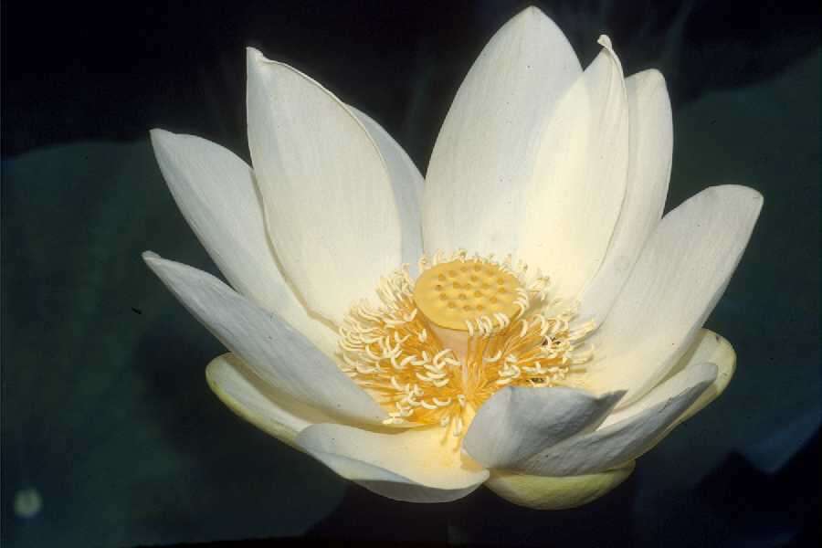 Image of American lotus