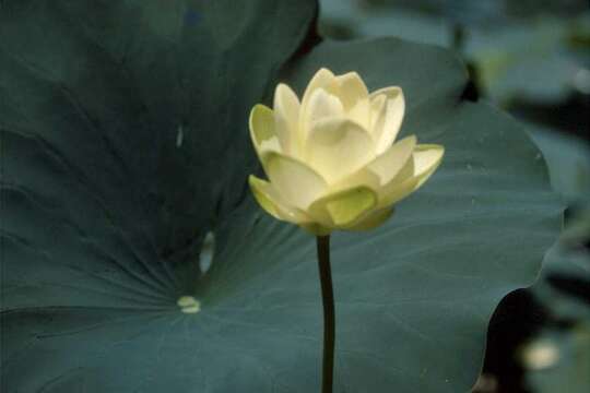 Image of American lotus